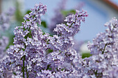 Nahaufnahme der Blüten des Gewöhnlichen Flieders (Syringa vulgaris) im Frühsommer, Oberpfalz, Bayern, Deutschland