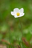 Nahaufnahme einer Schneeglöckchenblüte (Anemone sylvestris) im Frühsommer, Oberpfalz, Bayern, Deutschland