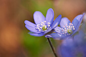 Nahaufnahme von Gemeinem Leberblümchen (Anemone hepatica) auf Waldboden im zeitigen Frühjahr, Oberpfalz, Bayern, Deutschland