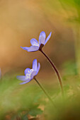 Nahaufnahme von Gemeinem Leberblümchen (Anemone hepatica) auf dem Waldboden im zeitigen Frühjahr, Oberpfalz, Bayern, Deutschland