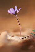 Nahaufnahme von Gemeinem Leberblümchen (Anemone hepatica) auf dem Waldboden im zeitigen Frühjahr, Oberpfalz, Bayern, Deutschland