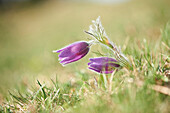 Nahaufnahme einer Blüte der Wiesenschaumkraut (Pulsatilla vulgaris) auf einer Wiese im Frühling, Oberpfalz, Bayern, Deutschland