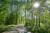 Landschaft mit Straße durch den Wald an einem sonnigen Frühlingstag, Bayern, Deutschland
