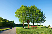 Landschaft mit Hänge-Birke (Betula pendula) auf Wiese an einem sonnigen Frühlingstag, Bayern, Deutschland