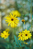 Nahaufnahme von Topinambur (Helianthus tuberosus) Blüten im Spätsommer, Deutschland