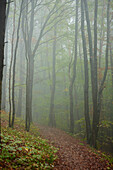 Landschaft mit Weg durch nebligen Wald mit Rotbuchen (Fagus sylvatica) im Herbst, Oberpfalz, Bayern, Deutschland