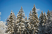 Schneebedeckte Fichten (Picea abies) im Wald im Winter, Bayerischer Wald, Bayern, Deutschland