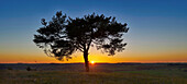 Waldkiefersilhouette (Pinus sylvestris) bei Sonnenuntergang im Herbst, Oberpfalz, Bayern, Deutschland