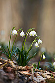 Nahaufnahme der Frühlingsschneeflocke (Leucojum vernum) Blühend im Frühling, Oberpfalz, Bayern, Deutschland