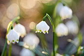 Nahaufnahme von Frühlingsschneeflocken (Leucojum vernum) Blühend im Frühling, Oberpfalz, Bayern, Deutschland