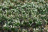 Frühlingsschneeflockenlandschaft (Leucojum vernum) Blühend im Sumpf im Frühling, Oberpfalz, Bayern, Deutschland