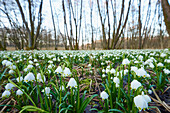 Landschaft mit Frühlingsschneeflocke (Leucojum vernum) Blühend im Sumpf im Frühling, Oberpfalz, Bayern, Deutschland