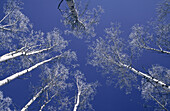 Frost auf Bäumen, British Columbia, Kanada