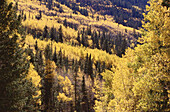Herbst-Aspen, Colorado, USA