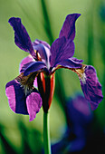 Nahaufnahme einer Iris