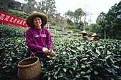 Woman Picking Tea, Hangzhou, China
