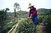 Frau beim Teepflücken, Hangzhou, China
