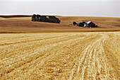 Grain Field, Washington, USA