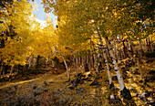 Espen im Herbst, Colorado, USA