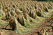 Tobacco Drying in Field, Tennessee, USA