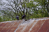 Geier auf altem Scheunendach, Tennessee, USA