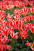 Tulpenfarm, Skagit Valley, Washington, USA