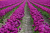 Tulpenfarm, Skagit Valley, Washington, USA