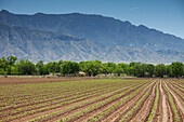 Corn Farm, Albuquerque, New Mexico, USA