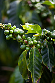 Kaffeeplantage, Kauai, Hawaii, USA