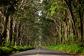 Tunnel of Trees, Kauai, Hawaii, USA