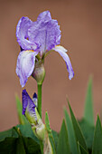 Iris, Taos, New Mexiko, USA