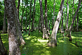 Cypress Swamp, Natchez Trace Parkway, Mississippi, USA