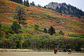 Texas Longhorns auf der Weide, Colorado, USA