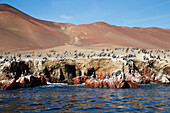 Pelikan-Kolonie im Tierschutzgebiet auf den Ballestas-Inseln, Paracas, Provinz Pisco, Peru