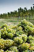 Nahaufnahme von Weintrauben in einem Weinberg bei Grinzing, Wien, Österreich