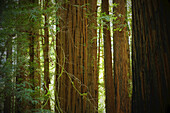 Nahaufnahme von Redwood-Baumstämmen in einem Wald in Nordkalifornien, USA