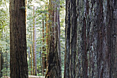 Close-up of redwood tree trunks in forest in Northern California, USA