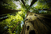 Looking up at large, sequoia trees in forest in Northern California, USA