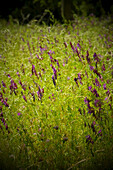 Nahaufnahme von kalifornischen Wildblumen in einem Feld, USA