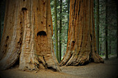 Close-up of the base of large, sequoia tree trunks in the forest in Northern California, USA