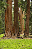 Sequoia trees in the forest in Northern California, USA