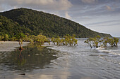Mangrove trees in surf on beach at Cape Tribulation in the Daintree National Park in Queensland, Australia