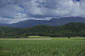 Ackerland und Bergkette außerhalb von Cairns in Queesnland, Australien