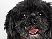 Portrait of Lhasa Apso