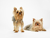 Portrait of Two Yorkshire Terriers
