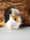 Guinea Pig