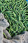 Jutesack mit indischen grünen Chilis auf dem Markt in Bangalore, Karnataka, Indien