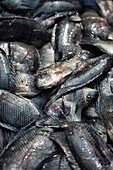 Frischer Fisch aus dem Arabischen Meer, Kochi, Kerala, Indien