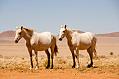 Wilde Pferde, Aus, Karas Region, Namibia