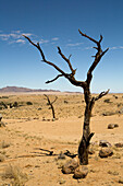 Abgestorbener Baum in der Wüste, Aus, Karas Region, Namibia